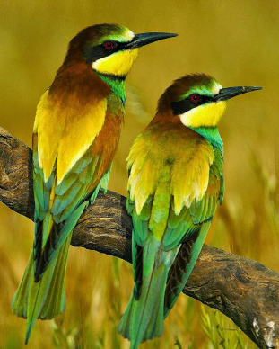 أجمل عصافير الحب